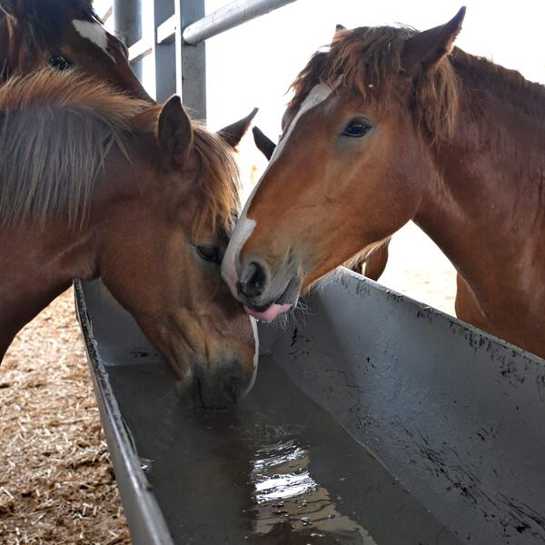 Аким области Асаин Байханов посетил с рабочей поездкой Щербактинский район