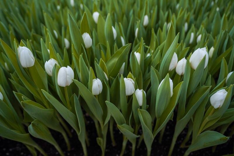 В ТУРКЕСТАНЕ В БОТАНИЧЕСКОМ САДУ УНИВЕРСИТЕТА ЗАЦВЕЛИ ТЮЛЬПАНЫ