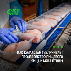 Как Казахстан увеличивает производство пищевого яйца и мяса птицы