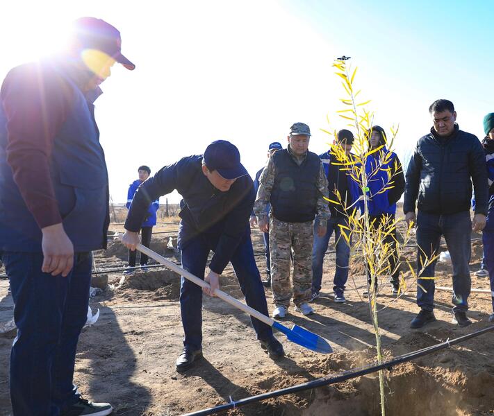 В Актобе впервые высадили реликтовое дерево турангу, приспособленное к засушливому климату