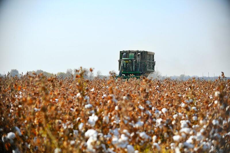 АПК Туркестанской области показывает высокие темпы развития