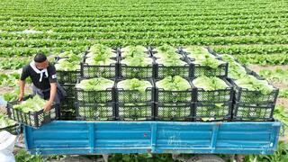 ТУРКЕСТАН: АГРАРИИ МАКТААРАЛЬСКОГО РАЙОНА ВЫВЕЛИ НА РЫНОК ПЕРВУЮ РАННЮЮ КАПУСТУ