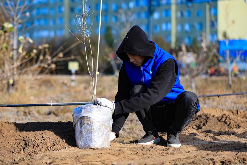 В Актобе впервые высадили реликтовое дерево турангу, приспособленное к засушливому климату