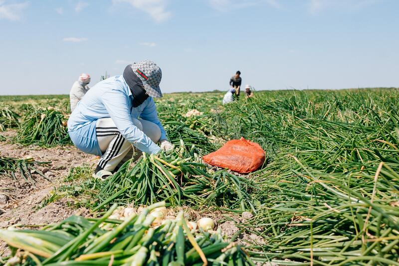 В Атырауской области объём производства сельскохозяйственной продукции достиг 116,8 млрд тенге