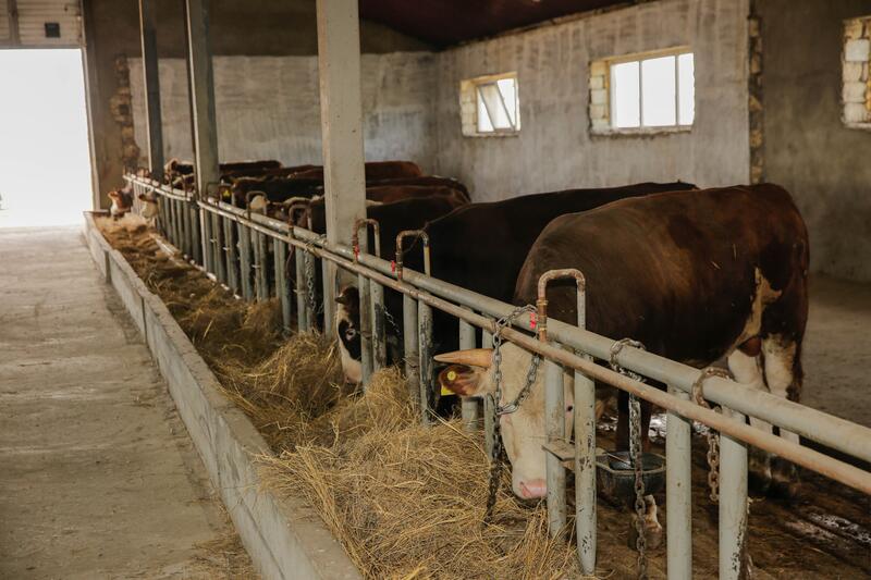 В Атырауской области объём производства сельскохозяйственной продукции достиг 116,8 млрд тенге