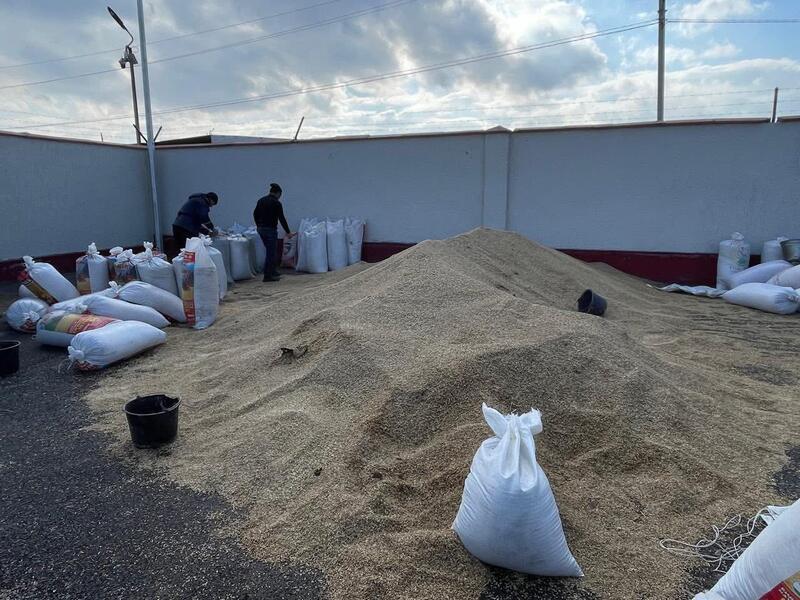 АГРАРИИ ТУРКЕСТАНСКОЙ ОБЛАСТИ ОБЕСПЕЧИВАЮТСЯ КОРМОВОЙ ПШЕНИЦЕЙ ПО ЛЬГОТНЫМ ЦЕНАМ