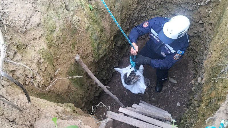 В 2025 году спасатели МЧС спасли более 400 животных по всей стране