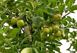 Аграрный сектор Алматинской области демонстрирует рост и новые перспективы