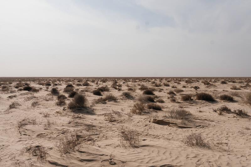 Исследования и озеленение: в Атырау разрабатывают меры по борьбе с пыльными бурями