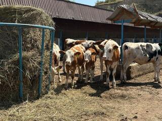 В Алматинской области МТФ увеличили надои молока за год