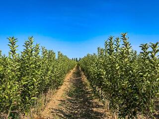 120 га инноваций: садоводческий комплекс полного цикла