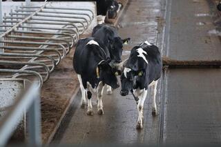 Цифровая ферма в сердце Акмолинской области: в Аккольском районе появились роботы-дояры