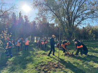 ТУРКЕСТАН: В САЙРАМСКОМ РАЙОНЕ ВЫСАЖЕНО 100 САЖЕНЦЕВ ДЕРЕВЬЕВ