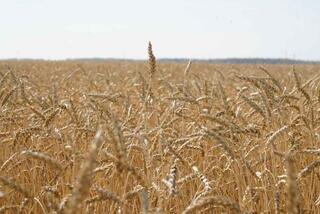 20,8 млн тонн зерновых намолочено в Казахстане