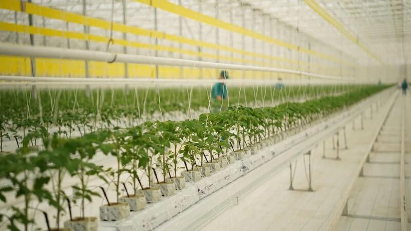 Тепличный комплекс мощностью 27 000 тонн овощной продукции в год запустили в Туркестанской области