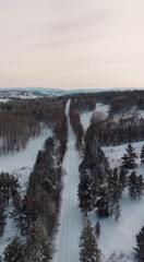 В Асу-Булакском лесхозе стартовал сбор шишек для будущей посадки елей и сосен