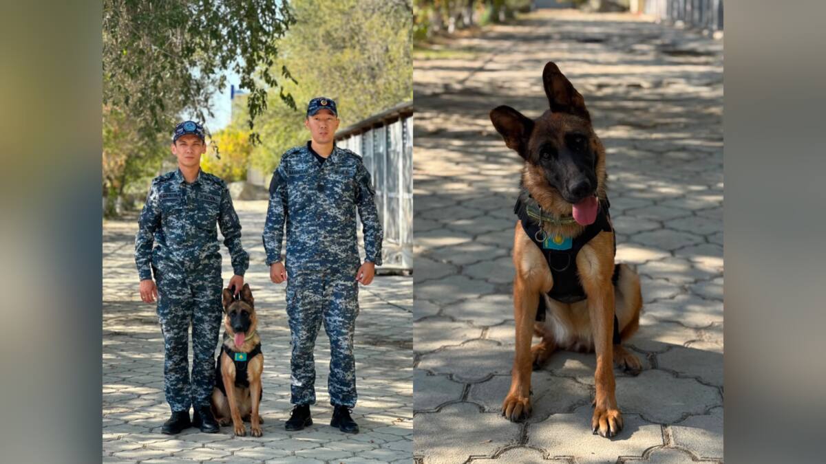 Четыре лапы — один след: служебная собака помогла полицейским найти пропавшего пенсионера в Атырау