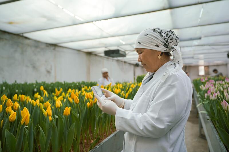 В ТУРКЕСТАНЕ В БОТАНИЧЕСКОМ САДУ УНИВЕРСИТЕТА ЗАЦВЕЛИ ТЮЛЬПАНЫ