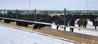 Эдильбаевская порода овец показала один из самых высоких показателей мясной продуктивности в Казахстане