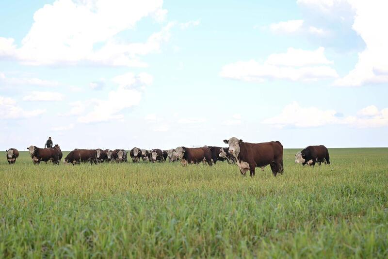 В области Абай обсудили вопросы развития сельского хозяйства