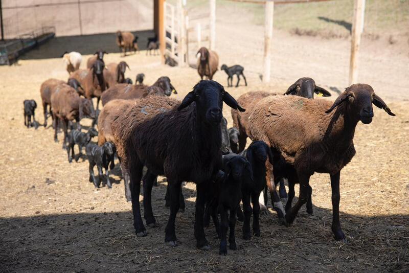 Начинается важный сезон для животноводов