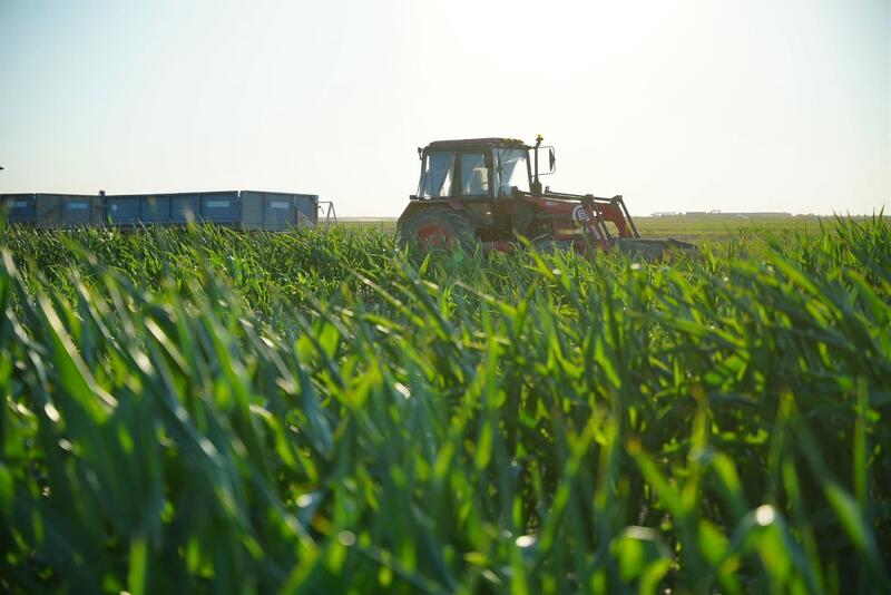 В Жалагаше активно реализуется проект агропромышленного кластера компании «Harvest agro»