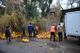 В Алматы подведены итоги акции «Зеленый двор» по безвозмездной выдаче саженцев