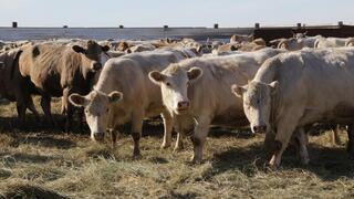 Фермеры Карагандинской области подготовились к зимовке скота