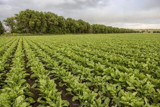 В этом году в Жетысу планируется собрать 2 млн. тонн сельхозпродукции