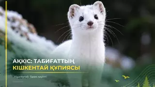 «Познай природу» | Не обманывайся милой внешностью!