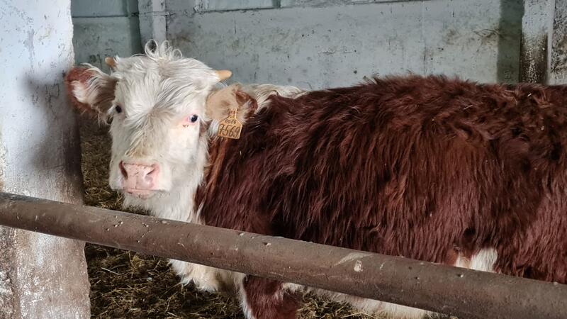 ТОО «ПЗ Балкашинский» Сандыктауского района укрепляет позиции одного из ведущих племенных хозяйств региона