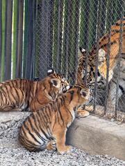 В Алматинском зоопарке родились два амурских тигренка