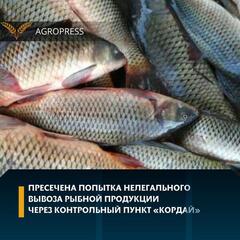 Пресечена попытка нелегального вывоза рыбной продукции через контрольный пункт «Кордай»