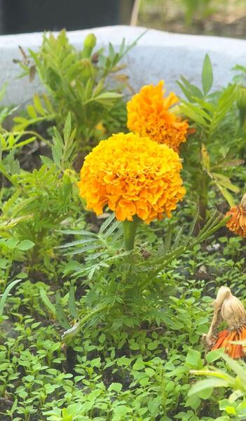 Озеленение Караганды: свыше полутора миллионов цветов украсят город этим летом