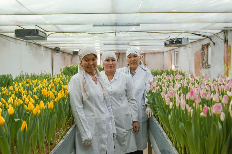 В ТУРКЕСТАНЕ В БОТАНИЧЕСКОМ САДУ УНИВЕРСИТЕТА ЗАЦВЕЛИ ТЮЛЬПАНЫ