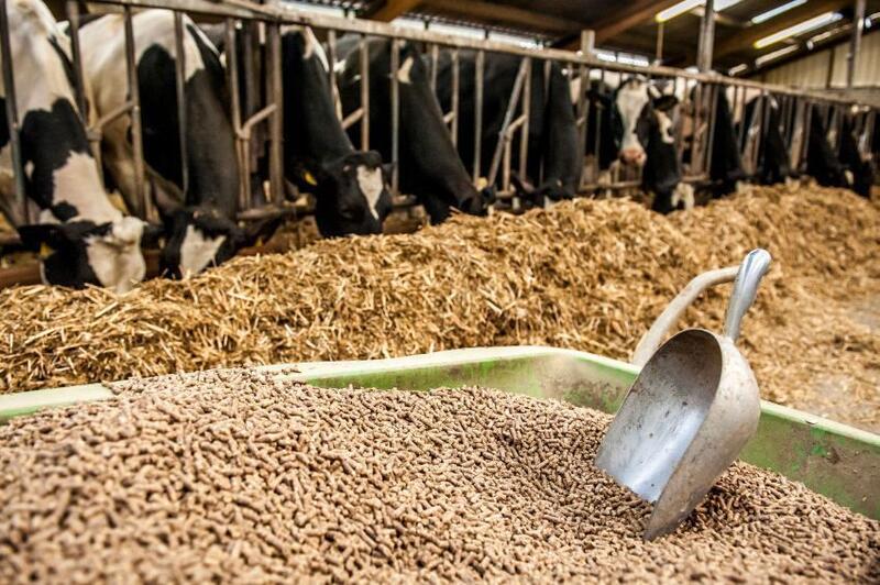 В Жамбылской области запустят завод по производству кормовой муки мощностью 120 тыс. тонн в год