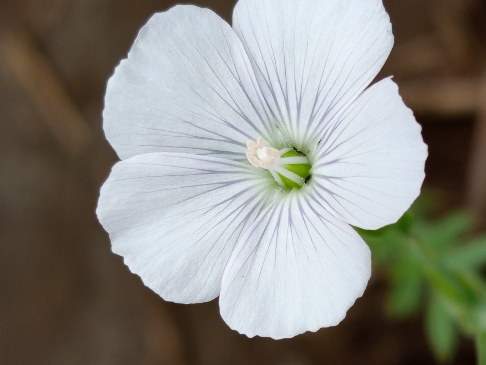 В Казахстане впервые ускорили селекцию льна: до четырёх поколений в год