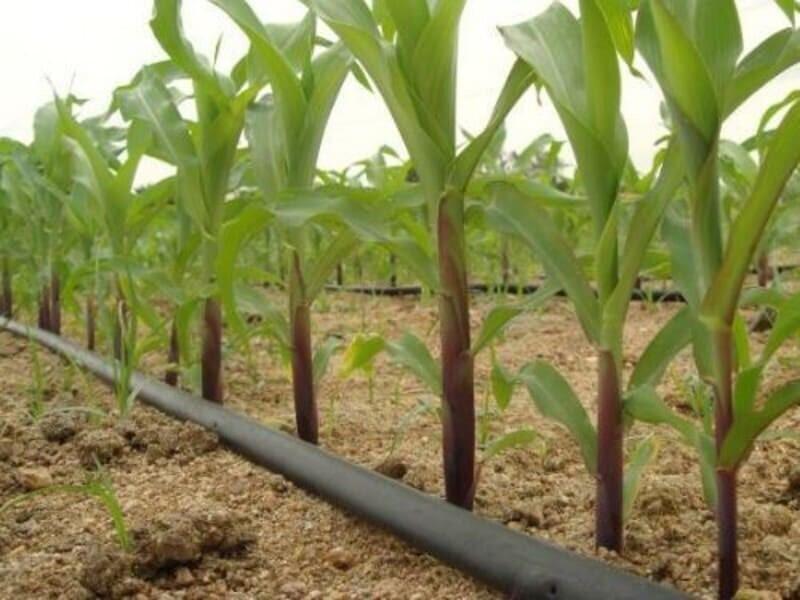 На Панфиловский район приходится 55% выращиваемой в Жетісу кукурузы