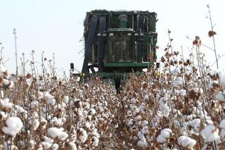 ТУРКЕСТАН: В МАКТААРАЛЬСКОМ РАЙОНЕ ЗА ПРОШЛЫЙ ГОД ПРОИЗВЕДЕНО СЕЛЬХОЗПРОДУКЦИИ НА 85,7 МЛРД ТЕНГЕ