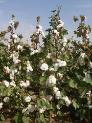 Ученые НАНОЦ вывели устойчивый к вилту сорт хлопчатника