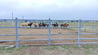 Бесхозный скот становится причиной ДТП в Павлодарской области