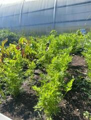 Таза Қазақстан: Проект теплицы успешно реализован в столичной школе-гимназии