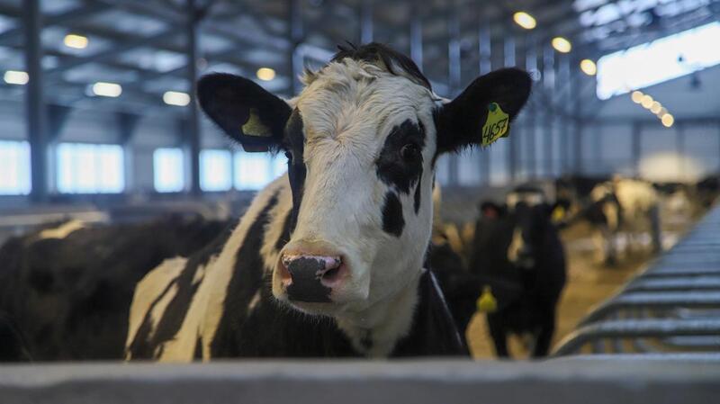 В ВКО открыта новая молочно-товарная ферма на 1075 голов