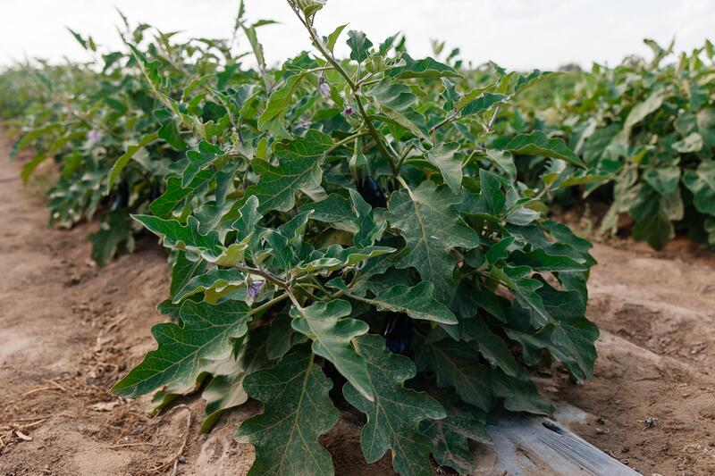 В Индерайском районе готовятся 62 тысячи тонн сена и 1 300 га зерновых для зимнего периода