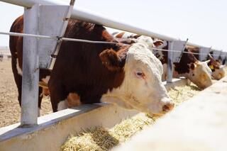 В Казахстане начал работу Союз животноводов