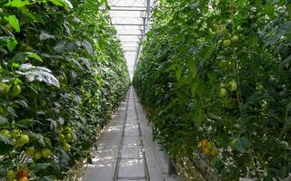 В городе Текели области Жетісу запустят крупную теплицу