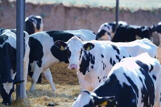 МИНИСТЕРСТВО ТОРГОВЛИ И ИНТЕГРАЦИИ ЗАПУСТИЛО ГОРЯЧУЮ ЛИНИЮ ПО ВОПРОСАМ ГОВЯДИНЫ