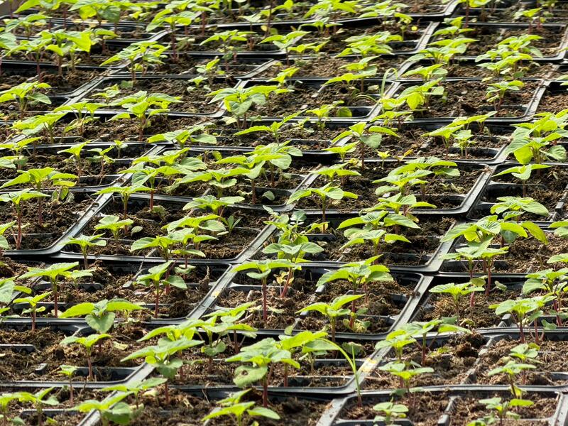 В Алматы цветы украсят более 380 тыс. кв. метров городских территорий