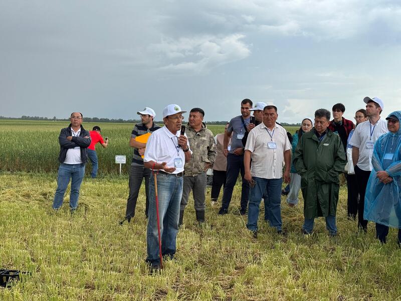 В НПЦЗХ им. А.И. Бараева прошел День поля
