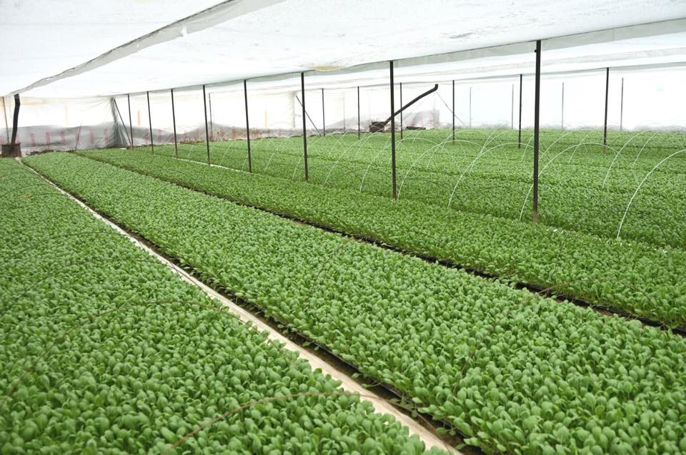 ТУРКЕСТАН: В ЖЕТЫСАЕ УСИЛИВАЕТСЯ РАБОТА ПО ЭФФЕКТИВНОМУ ИСПОЛЬЗОВАНИЮ ПРИУСАДЕБНЫХ УЧАСТКОВ